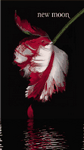 pic for new moon